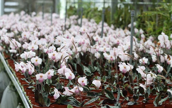 深圳市濒危兰科植物保护与利用重点实验室开放基金管理办法