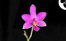 蝴蝶兰新品种：“品香”之美 | 兰科中心兰花种质科技创新成果之一
