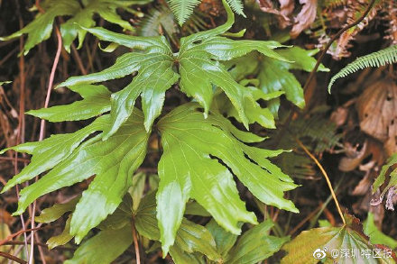 深圳晚报：第10种以深圳冠名植物新种发布 ，深圳双扇蕨在东部山地被发现
