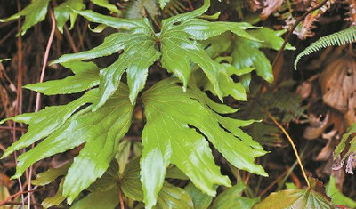 深圳晚报：第10种以深圳冠名植物新种发布 ，深圳双扇蕨在东部山地被发现