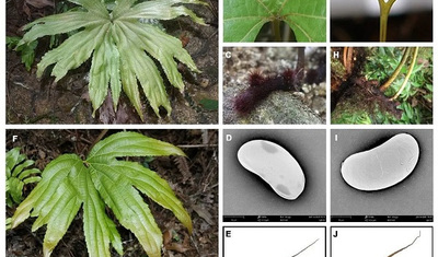 深圳市兰科植物保护研究中心发现新物种：深圳双扇蕨